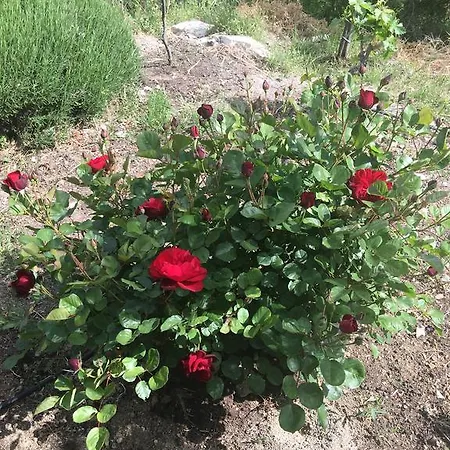 Villa Koilani Village House *