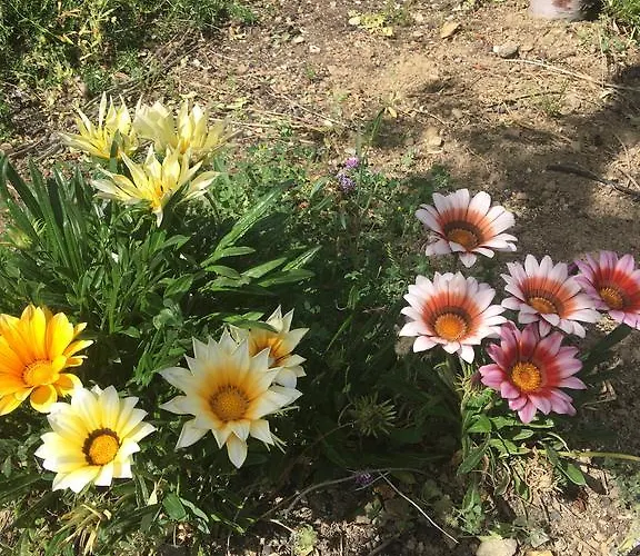 Vila Koilani Village House *