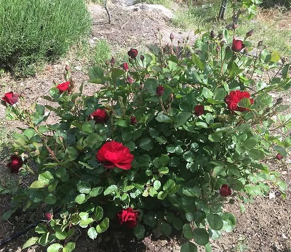 Вилла Koilani Village House *