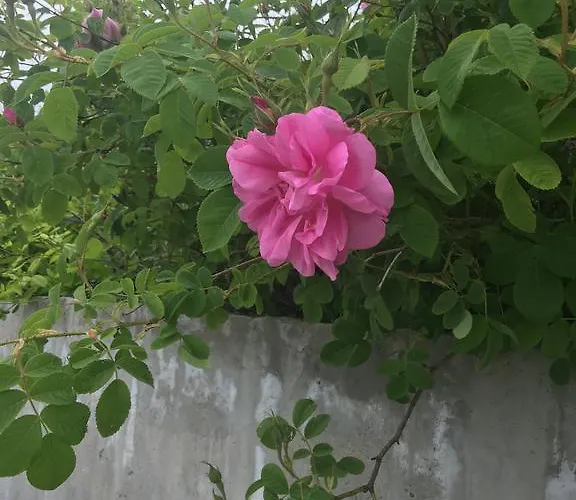 Koilani Village House *